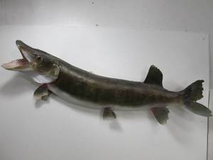 lot 244 image: Vintage Taxidermy Muskie Mount