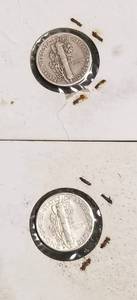 2 MERCURY DIMES 1941 1943-D