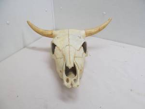 lot 2 image: steer skull