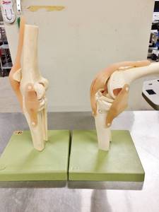lot 9 image: MSRP $400 Functional Model of the Knee Joint&nbspLife-size Plastic Right Knee Model With Complete View Of Each Bone, Ligament & Cartilage - Excellent Condition 