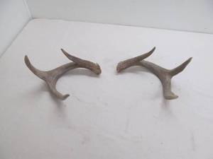 lot 122 image: antlers