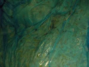lot 349 image: 30 lb. Bag Frozen Cooked Feguti Chi...