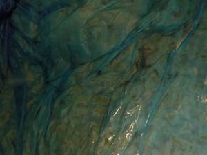 lot 350 image: 30 lb. Bag Frozen Cooked Feguti Chi...
