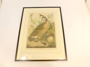 Framed Hand Drawn Canadian Goose Picture