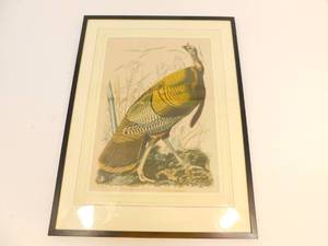 Framed Hand Drawn Great American Cock Male (Wild Turkey) Picture by J.J. Aududon