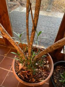 Oleander Plants