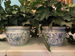 Ivy in vases