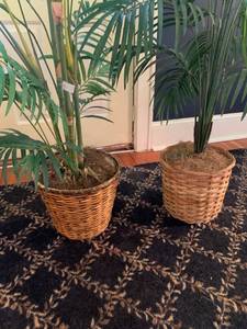 Plants