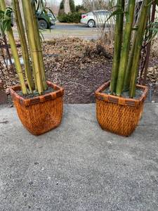 Plants