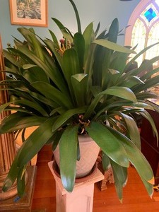 Large Plant