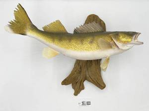 Walleye Taxidermy Mounted Fish (Valued $300)