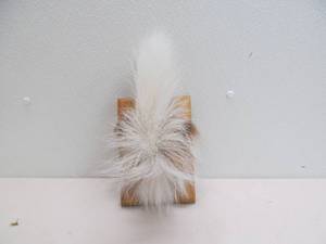 mounted white tail tail
