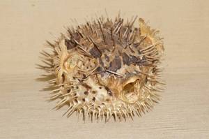 lot 266 image: Taxidermy Blowfish