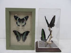 lot 279 image: 2 Genuine Butterfly Specimen Displays