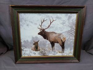 Elk Picture Print