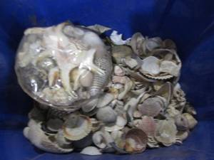 lot 65 image: Tote Full of Seashells See Photos...