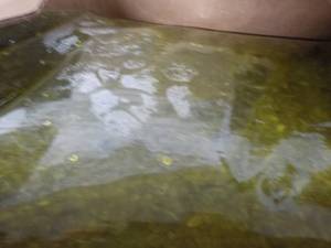 lot 181 image: 2 - 1.5 lb. Gallon Bags Heinz Sweet...