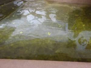 lot 184 image: 2 - 1.5 lb. Gallon Bags Heinz Sweet...