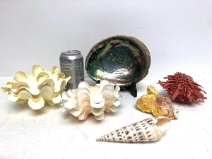 lot 67 image: Group of Larger Natural Sea Shells etc