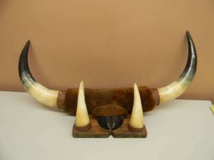 lot 39 image: AWESOME - Vintage Steer Horn Mount, Cow, Bull Taxidermy WHorns - READY TO HANG IN THE CAVE - SEE PICTURES
