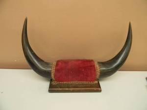 lot 41 image: AWESOME - Vintage Steer Horn Mount, Cow, Bull Taxidermy WHorns - READY TO HANG IN THE CAVE - SEE PICTURES