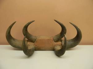 lot 45 image: CUSTOM - Vintage Steer Horn Mount, Cow, Bull Taxidermy WHorns - READY TO HANG IN THE CAVE - SEE PICTURES