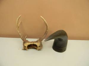 lot 46 image: Vintage Steer Horn, Deer Mount, Taxidermy - READY TO HANG IN THE CAVE - SEE PICTURES