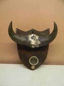 lot 47 image: Vintage Steer Horn, Bull Mount, Taxidermy - SPOT FOR A PICTURE - NEEDS SOME TLC, COULD BE A VERY COOL PIECE - SEE PICTURES