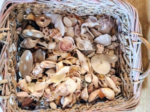 Variety of Seashells