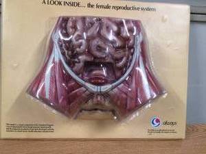 lot 39 image: Proctor & Gamble Always Female Reproduction System Model - Two Layers Of Models In This Form...Only One Shown...