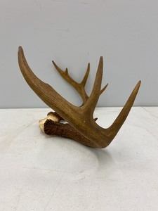 lot 57 image: Three Sets of Antlers