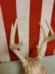 lot 77 image: Whitetail deer skull