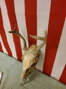 lot 78 image: Whitetail deer skull
