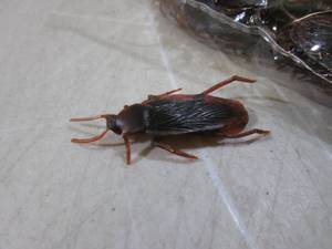 lot 87 image: (RMDR) Bag of 100 Fake Cockroaches...