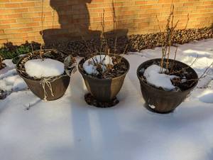 lot 469 image: 3 Large Flower Pots