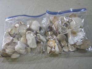 (BS) 2 Bags Full of Sea Shells...