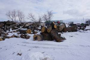 Load Of Mixed Species Fire Wood