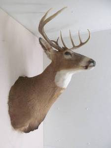 vintage deer mount