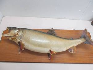 fish mount