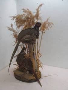 vintage pheasant mount
