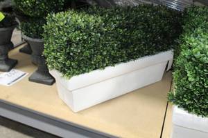 Lot of (6) Hedge Plant in Planter 14