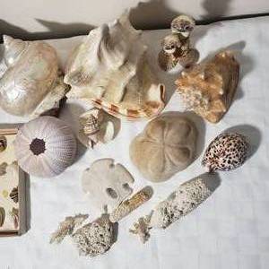lot 207 image: Sallys Sea Shell Collection