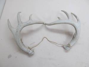 lot 256 image: White tail deer sheds