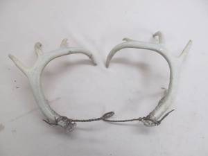 lot 257 image: White tail deer sheds