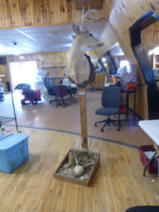 lot 103 image: Deer Bust on Stand