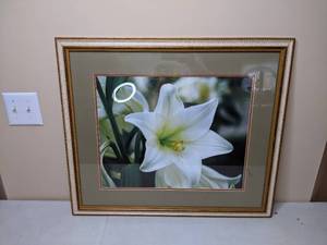 lot 73 image: Framed Lily Photograph
