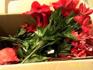 box of red holiday bushes ...