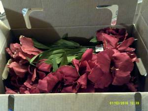 box of red christmas bushes ...