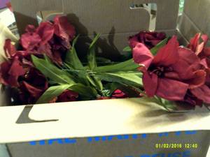 box of red christmas bushes ...