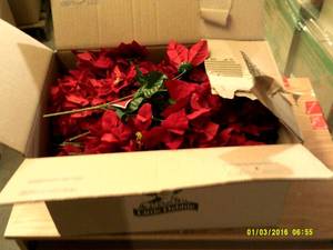 box full of red holiday picks ...